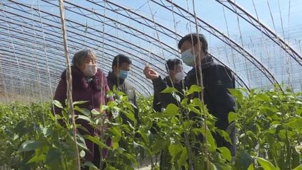 子長蔬菜開發(fā)中心 穩(wěn)防控、強技術(shù)、保供應(yīng)，全力守護“菜籃子”安全