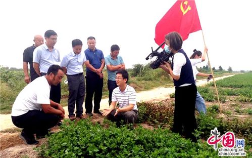 江蘇睢寧 黨建引領(lǐng)，小菊花開出“黃金花”